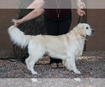 Small Photo #1 English Cream Golden Retriever Puppy For Sale in BUCKEYE, AZ, USA