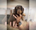 Puppy Bruno Dachshund