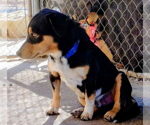 Beagle Dogs for adoption in Apple Valley, CA, USA