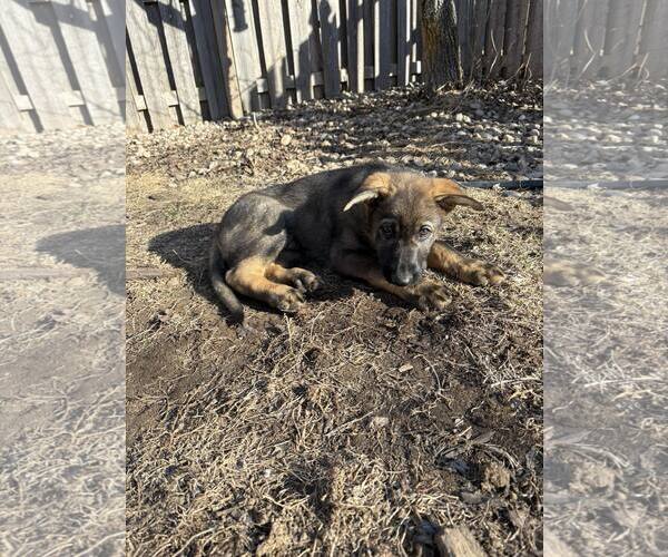 Medium Photo #5 German Shepherd Dog Puppy For Sale in Gretna, NE, USA