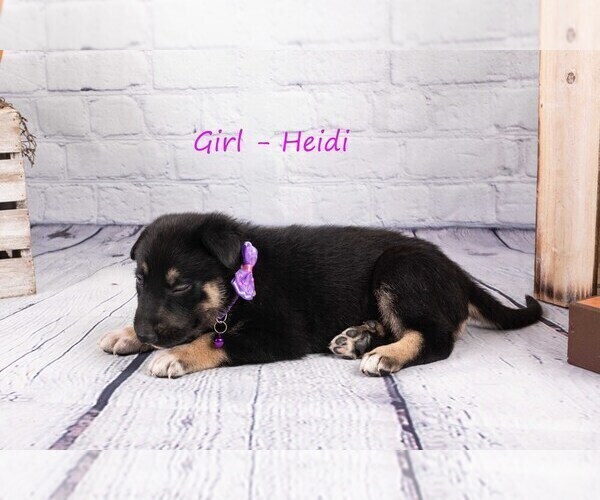Medium Photo #4 German Shepherd Dog-Wolf Hybrid Mix Puppy For Sale in SAN DIEGO, CA, USA