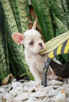 Medium Photo #2 French Bulldog Puppy For Sale in CUTLER BAY, FL, USA