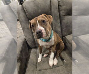 Staffordshire Bull Terrier Dogs for adoption in Claremore, OK, USA