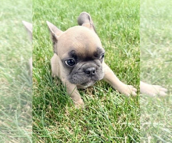 Medium Photo #6 French Bulldog Puppy For Sale in CANYON, TX, USA