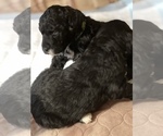 Small Photo #9 Poodle (Standard) Puppy For Sale in PLYMOUTH, IN, USA