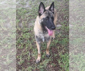 Mindy - located in Florida - Female Mutt Dog for Adoption - Photo #2