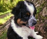 Small Photo #18 Australian Shepherd Puppy For Sale in MABEL, MN, USA