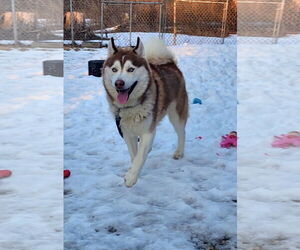Siberian Husky Dogs for adoption in Hewitt, NJ, USA