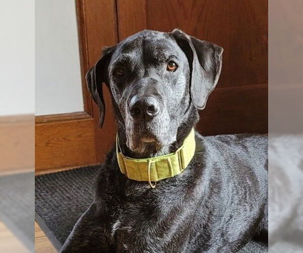 Medium Photo #11 Great Dane-Labrador Retriever Mix Puppy For Sale in Minneapolis, MN, USA