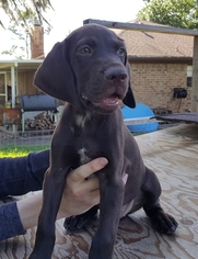 German Shorthaired Pointer Puppy for sale in BAYTOWN, TX, USA
