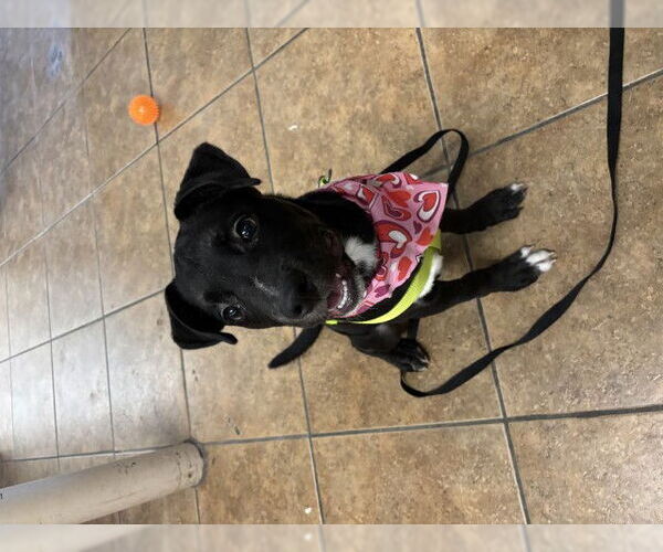 Medium Photo #1 Labrador Retriever Puppy For Sale in San Bernardino, CA, USA