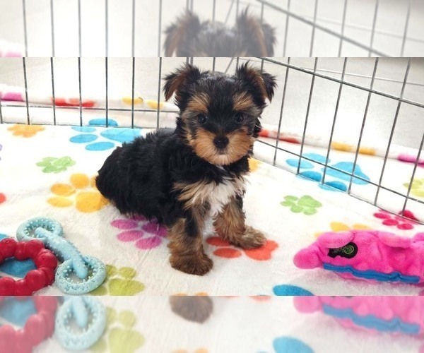 Medium Photo #1 Yorkshire Terrier Puppy For Sale in ORO VALLEY, AZ, USA
