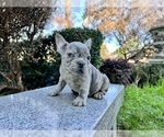 Small #204 French Bulldog