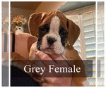 Small Photo #1 Boxer Puppy For Sale in CITRUS HEIGHTS, CA, USA