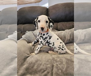 Medium Dalmatian