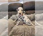 Puppy Orange Dalmatian