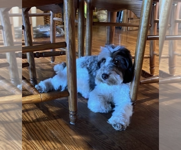 Medium Photo #1 Whoodle (Miniature) Puppy For Sale in DOSS, MO, USA