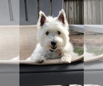 Small #6 West Highland White Terrier