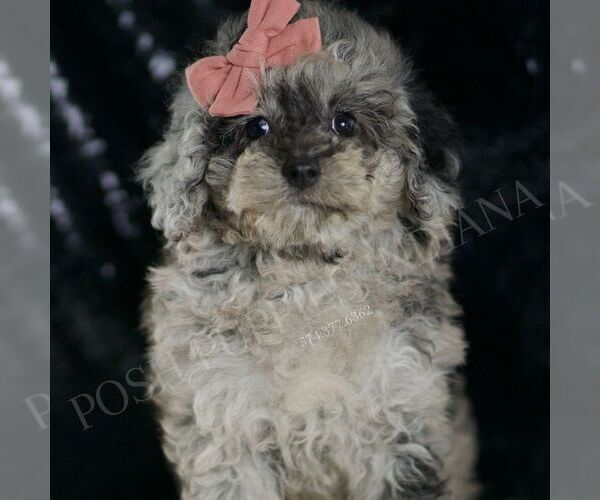 Medium Photo #5 Poodle (Toy) Puppy For Sale in WARSAW, IN, USA