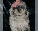 Small #4 Poodle (Toy)