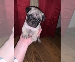 Puppy 1 Pug