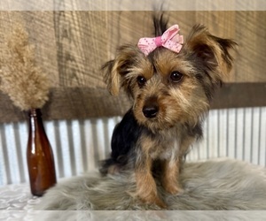 Yorkshire Terrier Puppy for sale in NAPPANEE, IN, USA