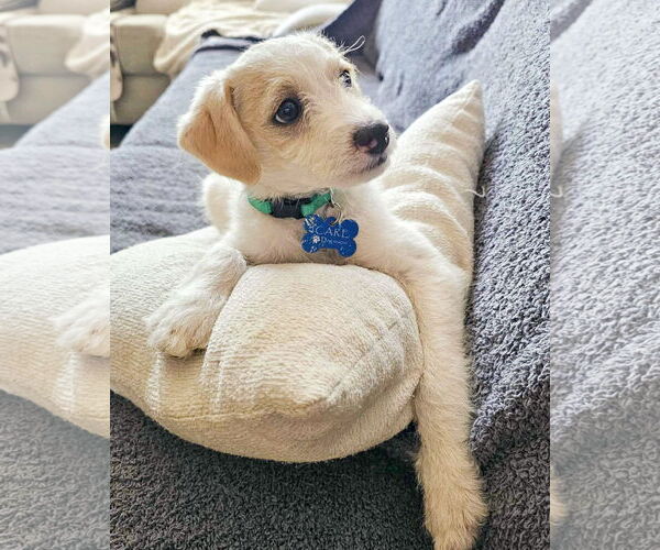 Medium Photo #4 Mutt Puppy For Sale in Corona, CA, USA