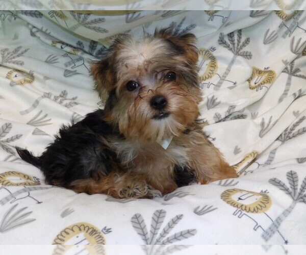 Medium Photo #1 Yorkshire Terrier Puppy For Sale in PATERSON, NJ, USA