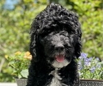 Small Photo #1 Australian Labradoodle Puppy For Sale in WASH, NC, USA