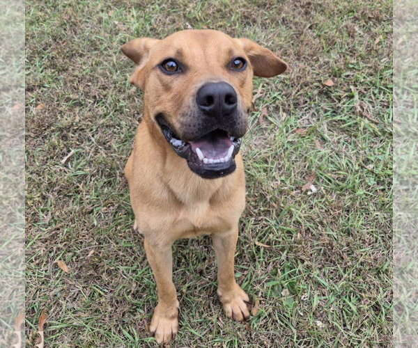 Medium Photo #3 Black Mouth Cur-Unknown Mix Puppy For Sale in Anniston, AL, USA
