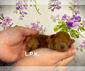 Poodle (Toy) Puppy for sale in WINNSBORO, LA, USA