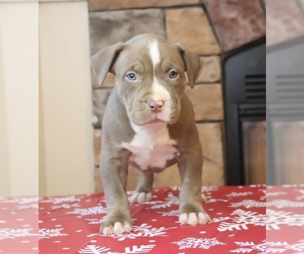 Medium Photo #1 American Bully Puppy For Sale in ORANGEBURG, SC, USA