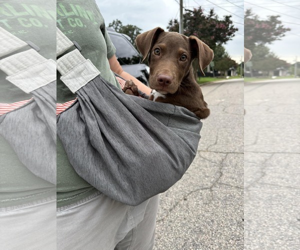 Medium Photo #20 Labrador Retriever-Unknown Mix Puppy For Sale in Holly Springs, NC, USA