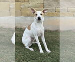 Small Whippet Mix