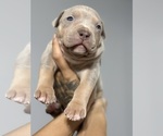 Small Photo #9 American Bully Puppy For Sale in DELTONA, FL, USA