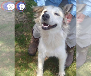 Taylor - Female Great Pyrenees Dog for Adoption - Photo #6