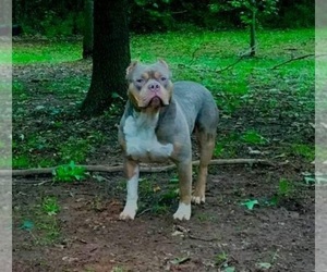 Father of the American Bully puppies born on 12/07/2022