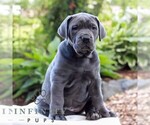 Small #2 Cane Corso