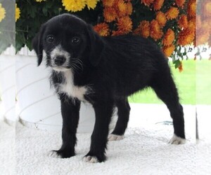 Poodle (Standard)-Rat Terrier Mix Puppy for sale in FREDERICKSBURG, OH, USA