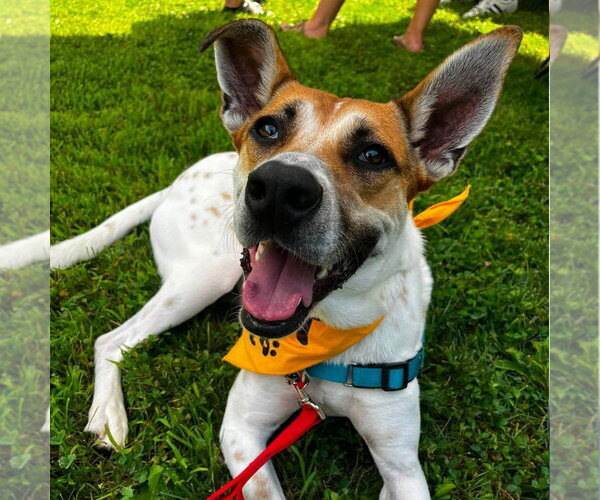 Medium Photo #29 Mutt Puppy For Sale in Canton, CT, USA