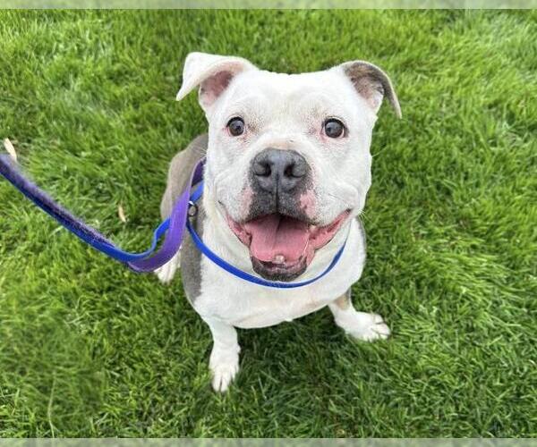 Medium Photo #3 Mutt Puppy For Sale in Martinez, CA, USA