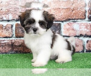 Zuchon Puppy for sale in BEL AIR, MD, USA