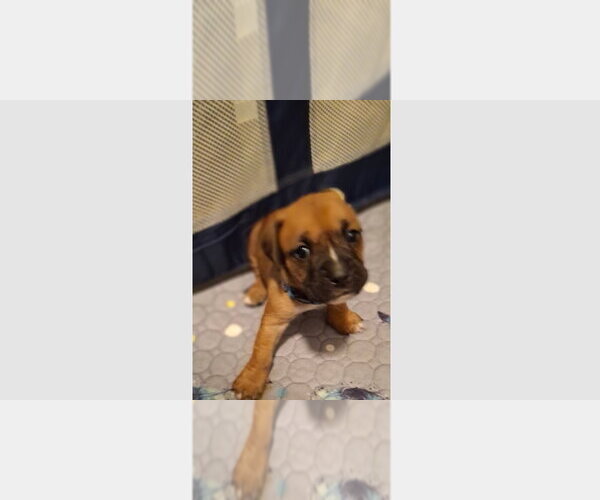 Medium Photo #1 Boxer Puppy For Sale in Austin, TX, USA