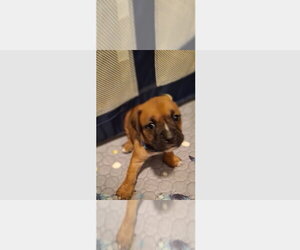 Boxer Dogs for adoption in Austin, TX, USA