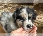 Small #10 Australian Shepherd