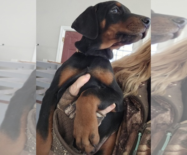 Medium Photo #42 Doberman Pinscher Puppy For Sale in BEGGS, OK, USA