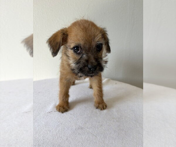 Medium Photo #2 Chihuahua-Unknown Mix Puppy For Sale in Studio City, CA, USA