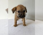 Small Photo #2 Chihuahua-Unknown Mix Puppy For Sale in Studio City, CA, USA