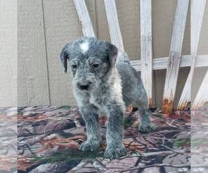 Australian Cattle Dog-Poodle (Standard) Mix Puppy for sale in CANAJOHARIE, NY, USA