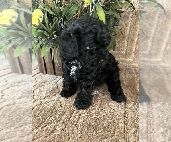 Medium Photo #7 Maltese-Poodle (Toy) Mix Puppy For Sale in MONTGOMERY, AL, USA